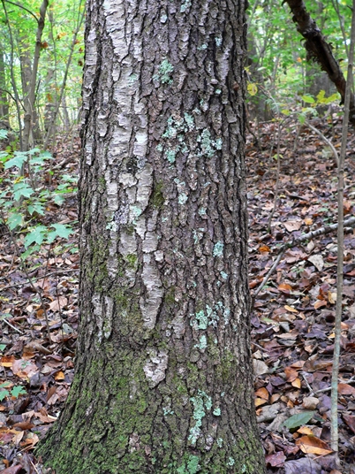 {Prunus serotina}